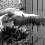raptor flying