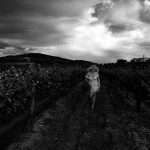 woman in vineyard
