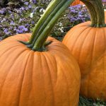 pumpkins