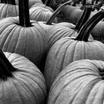 pumpkins
