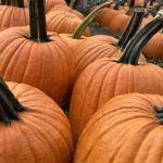 pumpkin patch