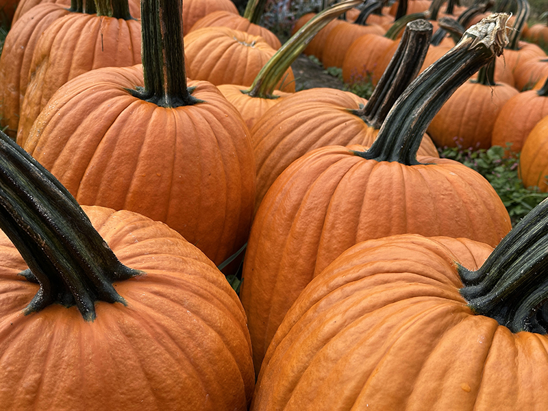 Fall Photos from a Country Drive
