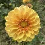 dahlia