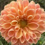 dahlia