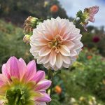 dahlias