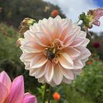 fall photos
