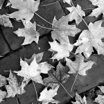 leaves on the ground