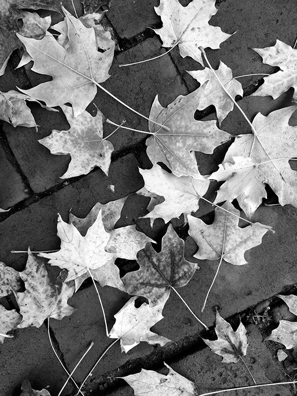 Fall Colors in Black and White