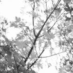 autumn leaves