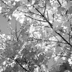 fall leaves
