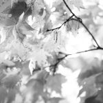 leaves in fall