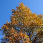 tree at marsh creek
