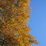fall foliage at marsh creek