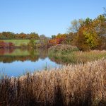 marsh creek