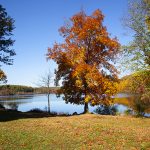 a tree in fall